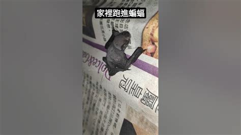 家中出現蝙蝠|他求救：家裡有蝙蝠跑進來怎麼辦？網驚：大吉！趕不。